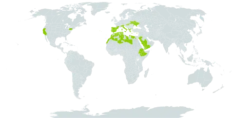 Euphorbia terracina world distribution map, present in Albania, Cyprus, Algeria, Egypt, Spain, Ethiopia, France, Greece, Hungary, Italy, Libya, Morocco, Palau, Portugal, Saudi Arabia, Singapore, Turks and Caicos Islands, Tunisia, Ukraine, United States of America, and Yemen