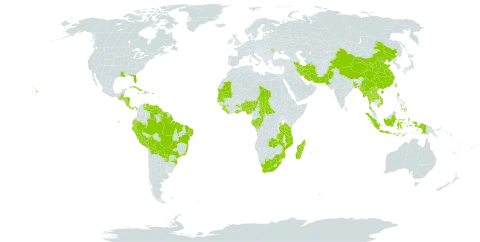 Euphorbia thymifolia world distribution map, present in Andorra, American Samoa, Benin, Bangladesh, Belize, Bolivia (Plurinational State of), Brazil, Central African Republic, China, Congo, Comoros, Costa Rica, Cuba, Dominica, Ecuador, Gabon, Ghana, Guinea, Gambia, Guatemala, Guyana, Honduras, Haiti, Indonesia, Iran (Islamic Republic of), Jamaica, Lao People's Democratic Republic, Liberia, Moldova (Republic of), Madagascar, Maldives, Myanmar, Mozambique, Mauritania, Mauritius, Nigeria, Nicaragua, Nepal, Nauru, Pakistan, Panama, Peru, Philippines, Puerto Rico, Paraguay, Senegal, Sierra Leone, Suriname, Seychelles, Chad, Thailand, Tokelau, Taiwan, Province of China, Tanzania, United Republic of, United States of America, Venezuela (Bolivarian Republic of), Viet Nam, South Africa, and Zambia