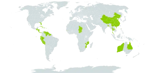 Euphorbia tithymaloides world distribution map, present in Andorra, Australia, Bangladesh, Bahamas, Belize, Bermuda, China, Costa Rica, Cuba, Cayman Islands, Dominica, Ecuador, Gambia, Guatemala, Guyana, Honduras, Haiti, Jamaica, Mozambique, Nicaragua, Panama, Peru, Puerto Rico, Suriname, Chad, Thailand, United States of America, and Venezuela (Bolivarian Republic of)