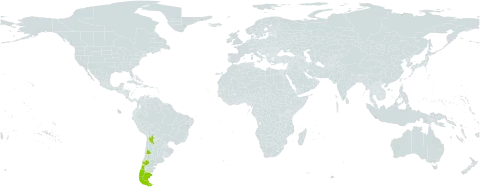 Euphrasia antarctica world distribution map, present in Argentina, Bolivia (Plurinational State of), Chile, and Falkland Islands (Malvinas)