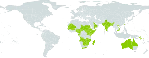 Euploca ovalifolia world distribution map, present in Angola, Anguilla, Australia, Burundi, Burkina Faso, Bangladesh, Botswana, Cameroon, Djibouti, Ethiopia, Gabon, Guinea-Bissau, India, Iceland, Kenya, Madagascar, Mali, Mozambique, Mauritania, Malawi, Nigeria, Nepal, Oman, Pakistan, Saudi Arabia, Sudan, Senegal, Solomon Islands, Somalia, South Sudan, eSwatini, Chad, Taiwan, Province of China, Tanzania, United Republic of, Uganda, Viet Nam, Yemen, South Africa, Zambia, and Zimbabwe