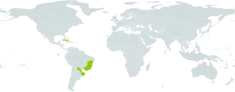 Eurystyles actinosophila world distribution map, present in Brazil, Cuba, and Paraguay