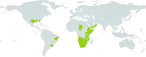 Eustachys paspaloides world distribution map, present in Angola, Brazil, Botswana, Eritrea, Ethiopia, Kenya, Lesotho, Mozambique, Namibia, Oman, Rwanda, Somalia, eSwatini, Chad, Tanzania, United Republic of, Uganda, United States of America, Yemen, South Africa, Zambia, and Zimbabwe