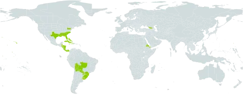 Eustachys petraea world distribution map, present in Åland Islands, Bahamas, Belize, Bermuda, Bolivia (Plurinational State of), Brazil, Costa Rica, Cuba, Cayman Islands, Dominica, Eritrea, Georgia, Honduras, Haiti, Jamaica, Nicaragua, Panama, Puerto Rico, Paraguay, Uruguay, and United States of America