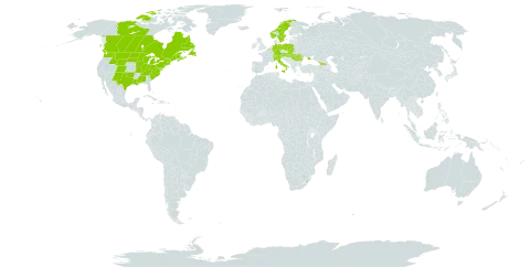 Euthamia graminifolia world distribution map, present in Austria, Belgium, Canada, Switzerland, Germany, France, United Kingdom of Great Britain and Northern Ireland, Georgia, Hungary, Italy, Moldova (Republic of), Norway, Poland, Romania, Saint Pierre and Miquelon, Slovakia, Sweden, Ukraine, and United States of America