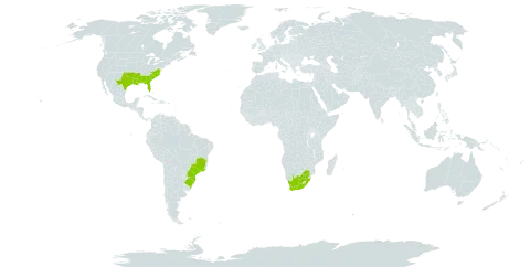 Facelis retusa world distribution map, present in Brazil, United States of America, and South Africa