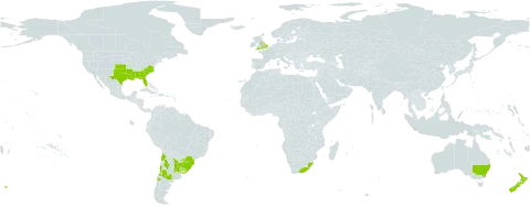 Facelis retusa subsp. retusa world distribution map, present in Argentina, Australia, Brazil, Chile, United Kingdom of Great Britain and Northern Ireland, New Zealand, Paraguay, Uruguay, United States of America, and South Africa