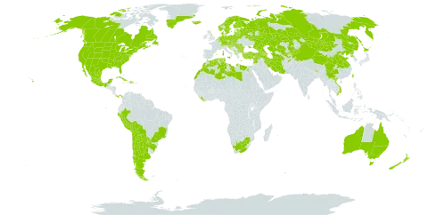 Fallopia convolvulus world distribution map, present in Afghanistan, Albania, Andorra, Argentina, Armenia, Australia, Austria, Azerbaijan, Belgium, Bulgaria, Bosnia and Herzegovina, Belarus, Bolivia (Plurinational State of), Brazil, Bhutan, Canada, Switzerland, Chile, China, Cuba, Czech Republic, Germany, Denmark, Dominican Republic, Algeria, Egypt, Spain, Estonia, Finland, France, United Kingdom of Great Britain and Northern Ireland, Georgia, Greece, Greenland, Croatia, Hungary, India, Iran (Islamic Republic of), Iceland, Israel, Italy, Japan, Kazakhstan, Kyrgyzstan, Lebanon, Liberia, Libya, Liechtenstein, Lesotho, Lithuania, Luxembourg, Latvia, Morocco, Mexico, North Macedonia, Malta, Montenegro, Mongolia, Netherlands, Norway, Nepal, New Zealand, Pakistan, Panama, Peru, Philippines, Poland, Korea (Democratic People's Republic of), Portugal, Paraguay, Romania, Russian Federation, Saint Pierre and Miquelon, Serbia, Slovakia, Slovenia, Sweden, Syrian Arab Republic, Tajikistan, Turkmenistan, Tunisia, Turkey, Taiwan, Province of China, Ukraine, United States of America, Uzbekistan, Viet Nam, and South Africa