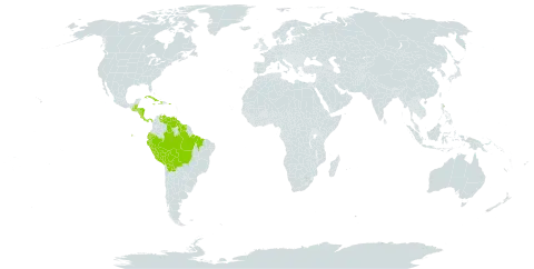 Faramea occidentalis world distribution map, present in Belize, Bolivia (Plurinational State of), Brazil, Costa Rica, Cuba, Cayman Islands, Dominica, Ecuador, Guatemala, Guyana, Honduras, Haiti, Jamaica, Nicaragua, Panama, Peru, Puerto Rico, Suriname, and Venezuela (Bolivarian Republic of)