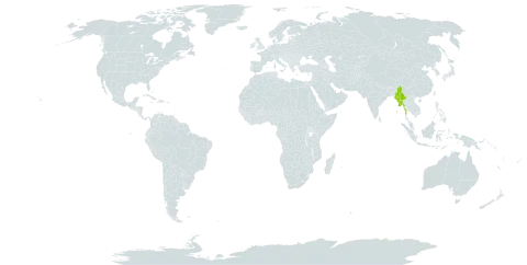 Ficus andamanica world distribution map, present in India and Myanmar