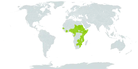 Ficus capreifolia world distribution map, present in Benin, Burkina Faso, Botswana, Central African Republic, Côte d'Ivoire, Cameroon, Congo, Eritrea, Ethiopia, Gambia, Kenya, Mozambique, Malawi, Nigeria, Sudan, Senegal, Somalia, South Sudan, eSwatini, Chad, Togo, Tanzania, United Republic of, Uganda, South Africa, Zambia, and Zimbabwe