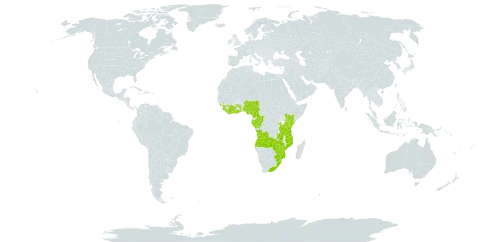 Ficus craterostoma world distribution map, present in Angola, Burkina Faso, Côte d'Ivoire, Cameroon, Congo, Gabon, Ghana, Guinea, Equatorial Guinea, Kenya, Liberia, Mozambique, Malawi, Nigeria, Rwanda, Sierra Leone, eSwatini, Togo, Tanzania, United Republic of, Uganda, South Africa, Zambia, and Zimbabwe