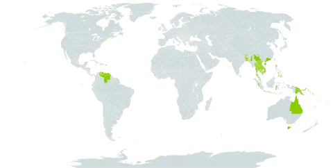 Ficus drupacea world distribution map, present in Australia, Bangladesh, Bhutan, China, Indonesia, India, Iceland, Cambodia, Lao People's Democratic Republic, Sri Lanka, Maldives, Myanmar, Nepal, Philippines, Papua New Guinea, Puerto Rico, Solomon Islands, Thailand, Uruguay, Venezuela (Bolivarian Republic of), and Viet Nam
