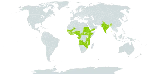 Ficus exasperata world distribution map, present in Angola, Benin, Burkina Faso, Central African Republic, Côte d'Ivoire, Cameroon, Congo, Djibouti, Eritrea, Ethiopia, Gabon, Ghana, Guinea, Gambia, Guinea-Bissau, Equatorial Guinea, India, Kenya, Liberia, Sri Lanka, Mali, Mozambique, Malawi, Nigeria, Sudan, Senegal, Sierra Leone, South Sudan, Sao Tome and Principe, Togo, Tanzania, United Republic of, Yemen, Zambia, and Zimbabwe