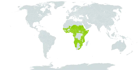 Ficus glumosa world distribution map, present in Angola, Benin, Burkina Faso, Central African Republic, Côte d'Ivoire, Cameroon, Congo, Eritrea, Ethiopia, Gabon, Ghana, Guinea, Gambia, Guinea-Bissau, Equatorial Guinea, Kenya, Liberia, Mali, Mozambique, Malawi, Namibia, Niger, Nigeria, Saudi Arabia, Sudan, Senegal, Sierra Leone, Somalia, South Sudan, eSwatini, Chad, Togo, Tanzania, United Republic of, Yemen, South Africa, Zambia, and Zimbabwe