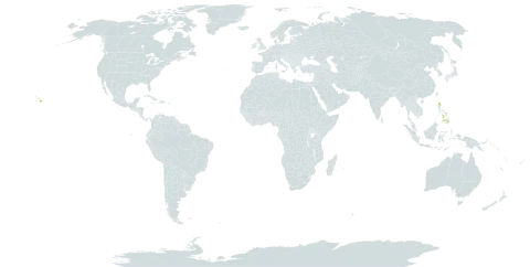 Ficus nota world distribution map, present in Philippines and United States of America