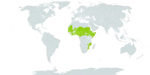 Ficus platyphylla world distribution map, present in Benin, Burkina Faso, Central African Republic, Côte d'Ivoire, Cameroon, Ethiopia, Ghana, Guinea, Gambia, Guinea-Bissau, Mali, Mozambique, Mauritania, Niger, Nigeria, Sudan, Senegal, Somalia, South Sudan, Chad, Togo, and Uganda