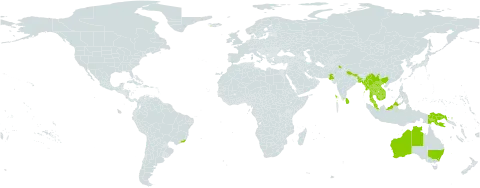 Ficus racemosa world distribution map, present in Australia, Bangladesh, Brazil, China, Indonesia, India, Iceland, Cambodia, Lao People's Democratic Republic, Sri Lanka, Myanmar, Malaysia, Nepal, Pakistan, Papua New Guinea, Thailand, and Viet Nam
