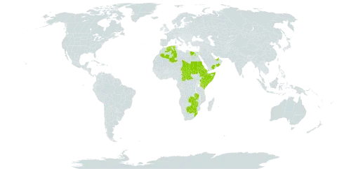 Ficus salicifolia world distribution map, present in United Arab Emirates, Bahrain, Botswana, Central African Republic, Algeria, Egypt, Eritrea, Ethiopia, Kenya, Oman, Saudi Arabia, Sudan, Somalia, eSwatini, Chad, Uganda, Yemen, South Africa, Zambia, and Zimbabwe