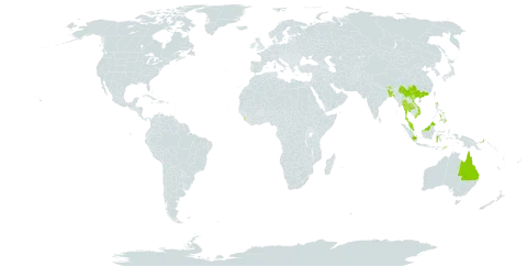 Ficus subulata world distribution map, present in Australia, Bangladesh, Bhutan, China, Indonesia, India, Sri Lanka, Myanmar, Malaysia, Nepal, Philippines, Papua New Guinea, Singapore, Thailand, Timor-Leste, and Viet Nam