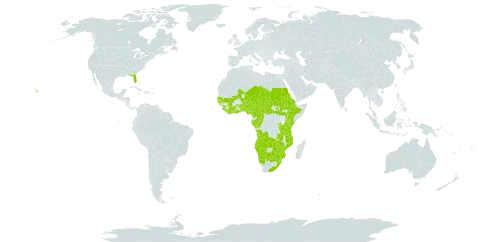 Ficus thonningii world distribution map, present in Angola, Burundi, Benin, Burkina Faso, Botswana, Central African Republic, Côte d'Ivoire, Cameroon, Congo, Eritrea, Ethiopia, Gabon, Ghana, Guinea, Gambia, Guinea-Bissau, Equatorial Guinea, Kenya, Liberia, Mali, Mozambique, Malawi, Namibia, Niger, Nigeria, Rwanda, Sudan, Senegal, Sierra Leone, South Sudan, Sao Tome and Principe, eSwatini, Chad, Togo, Tanzania, United Republic of, Uganda, United States of America, South Africa, Zambia, and Zimbabwe