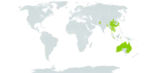 Ficus virens world distribution map, present in Australia, Bangladesh, Bhutan, China, Micronesia (Federated States of), Guam, Indonesia, India, Iceland, Cambodia, Kiribati, Lao People's Democratic Republic, Sri Lanka, Maldives, Myanmar, Northern Mariana Islands, Nauru, Pakistan, Philippines, Palau, Papua New Guinea, Singapore, Solomon Islands, Thailand, Timor-Leste, Taiwan, Province of China, Uruguay, United States of America, and Viet Nam