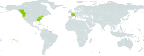 Filago germanica world distribution map, present in Canada, France, and United States of America