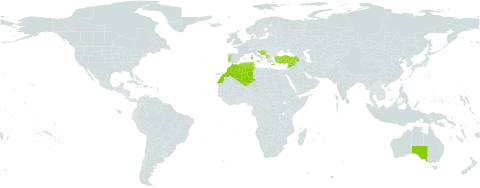 Filago pygmaea subsp. pygmaea world distribution map, present in Albania, Australia, Bosnia and Herzegovina, Cyprus, Algeria, Spain, France, Gibraltar, Greece, Croatia, Italy, Lebanon, Morocco, North Macedonia, Malta, Montenegro, Portugal, Syrian Arab Republic, Tunisia, and Turkey