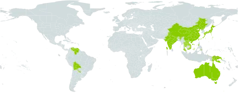 Fimbristylis aestivalis var. aestivalis world distribution map, present in Andorra, Argentina, Australia, Bolivia (Plurinational State of), China, Indonesia, India, Japan, Lao People's Democratic Republic, Nepal, Philippines, Papua New Guinea, Korea (Democratic People's Republic of), Russian Federation, Thailand, Taiwan, Province of China, Venezuela (Bolivarian Republic of), and Viet Nam