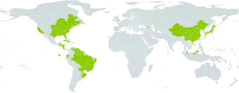 Fimbristylis autumnalis world distribution map, present in Åland Islands, Belize, Brazil, Canada, China, Costa Rica, Cuba, Ecuador, Micronesia (Federated States of), Georgia, Guatemala, Guyana, Honduras, Jamaica, Japan, Malaysia, Nicaragua, Korea (Democratic People's Republic of), Paraguay, Suriname, Taiwan, Province of China, Uruguay, United States of America, and Venezuela (Bolivarian Republic of)