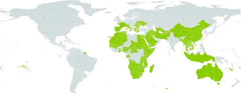 Fimbristylis bisumbellata world distribution map, present in Afghanistan, Angola, Albania, Australia, Bangladesh, Bulgaria, Botswana, Central African Republic, Switzerland, China, Algeria, Egypt, Eritrea, Spain, Ethiopia, France, Gabon, Ghana, Greece, Indonesia, India, Iran (Islamic Republic of), Iraq, Italy, Kenya, Lao People's Democratic Republic, Morocco, Madagascar, Mali, Myanmar, Mozambique, Mauritania, Namibia, Nigeria, Nepal, Pakistan, Philippines, Palau, Portugal, Réunion, Romania, Saudi Arabia, Sudan, Senegal, Somalia, Turks and Caicos Islands, Chad, Thailand, Turkmenistan, Taiwan, Province of China, Tanzania, United Republic of, Ukraine, Viet Nam, Yemen, South Africa, Zambia, and Zimbabwe