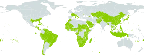 Fimbristylis dichotoma world distribution map, present in Afghanistan, Angola, Åland Islands, Andorra, Benin, Burkina Faso, Bangladesh, Bahamas, Belize, Bolivia (Plurinational State of), Brazil, Botswana, Central African Republic, Switzerland, Chile, China, Congo, Cook Islands, Comoros, Costa Rica, Cuba, Cayman Islands, Dominica, Ecuador, Eritrea, Ethiopia, Fiji, France, Micronesia (Federated States of), Gabon, Georgia, Ghana, Guinea, Gambia, Guinea-Bissau, Guatemala, Guyana, Honduras, Haiti, Indonesia, Italy, Jamaica, Japan, Kazakhstan, Kenya, Kyrgyzstan, Liberia, Morocco, Moldova (Republic of), Madagascar, Mali, Mozambique, Mauritania, Mauritius, Namibia, Norfolk Island, Nigeria, Nicaragua, Nepal, Pakistan, Panama, Peru, Philippines, Puerto Rico, Korea (Democratic People's Republic of), Paraguay, Réunion, Rwanda, Saudi Arabia, Sudan, Senegal, Sierra Leone, Suriname, eSwatini, Seychelles, Chad, Togo, Thailand, Tokelau, Tonga, Taiwan, Province of China, Tanzania, United Republic of, Uganda, Uruguay, United States of America, Uzbekistan, Venezuela (Bolivarian Republic of), Viet Nam, Wallis and Futuna, Samoa, Yemen, South Africa, Zambia, and Zimbabwe