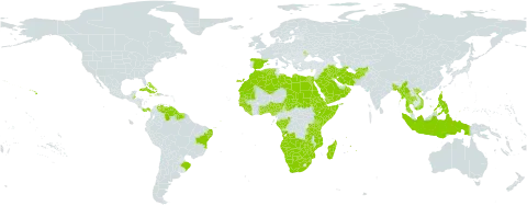 Fimbristylis ferruginea world distribution map, present in Afghanistan, Angola, Andorra, Benin, Bangladesh, Bahamas, Belize, Brazil, Botswana, Congo, Cuba, Cayman Islands, Cyprus, Djibouti, Dominica, Algeria, Egypt, Eritrea, Spain, Ethiopia, Gabon, Ghana, Guinea, Gambia, Guinea-Bissau, Guyana, Haiti, Indonesia, Iran (Islamic Republic of), Iraq, Jamaica, Kenya, Liberia, Libya, Morocco, Moldova (Republic of), Madagascar, Myanmar, Mozambique, Mauritania, Mauritius, Namibia, Nigeria, Oman, Panama, Philippines, Palau, Puerto Rico, Réunion, Saudi Arabia, Sudan, Senegal, Singapore, Sierra Leone, Somalia, Suriname, eSwatini, Turks and Caicos Islands, Chad, Togo, Thailand, Tanzania, United Republic of, United States of America, Venezuela (Bolivarian Republic of), Viet Nam, Yemen, South Africa, Zambia, and Zimbabwe