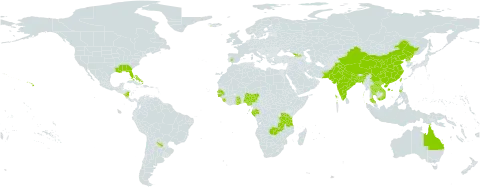 Fimbristylis schoenoides world distribution map, present in Åland Islands, Andorra, Argentina, American Samoa, Australia, Bangladesh, Bahamas, China, Spain, Gabon, Georgia, Ghana, Guinea-Bissau, Indonesia, India, Iceland, Lao People's Democratic Republic, Nigeria, Nicaragua, Nepal, Pakistan, Philippines, Korea (Democratic People's Republic of), Senegal, Sierra Leone, Thailand, Taiwan, Province of China, Tanzania, United Republic of, United States of America, Viet Nam, and Zambia