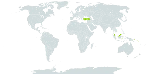 Flacourtia zippelii world distribution map, present in Indonesia, Malaysia, Philippines, Papua New Guinea, Solomon Islands, and Turkey