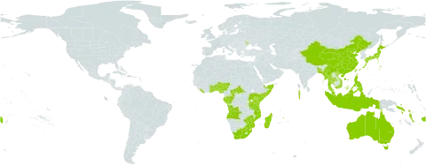 Flagellaria world distribution map, present in Angola, Andorra, Australia, Benin, Bangladesh, Central African Republic, China, Congo, Dominican Republic, Fiji, Gabon, Ghana, Hong Kong, Indonesia, Japan, Kenya, Liberia, Moldova (Republic of), Madagascar, Maldives, Myanmar, Mozambique, Mauritius, Malaysia, Norfolk Island, Nigeria, Philippines, Réunion, Solomon Islands, Somalia, Seychelles, Togo, Thailand, Taiwan, Province of China, Tanzania, United Republic of, Uganda, United States of America, Viet Nam, Vanuatu, Wallis and Futuna, Samoa, South Africa, and Zimbabwe