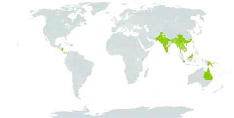 Flemingia strobilifera world distribution map, present in Australia, Bangladesh, Barbados, Brunei Darussalam, Bhutan, China, Cayman Islands, Dominican Republic, Haiti, Indonesia, India, Jamaica, Kenya, Cambodia, Lao People's Democratic Republic, Sri Lanka, Myanmar, Northern Mariana Islands, Mauritius, Malaysia, Nicaragua, Nepal, Pakistan, Panama, Philippines, Papua New Guinea, Réunion, Singapore, Seychelles, Thailand, Timor-Leste, Trinidad and Tobago, Taiwan, Province of China, United States of America, and Viet Nam
