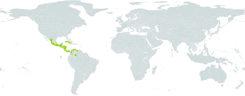 Forsteronia spicata world distribution map, present in Colombia, Costa Rica, Cuba, Guatemala, Honduras, Mexico, Nicaragua, Panama, El Salvador, and Venezuela (Bolivarian Republic of)