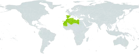 Frankenia corymbosa world distribution map, present in Algeria, Spain, Greece, Libya, Sri Lanka, Morocco, Mauritania, and Tunisia