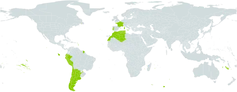 Fumaria agraria world distribution map, present in Argentina, Chile, Algeria, Ecuador, Spain, France, Gibraltar, Italy, Morocco, Peru, Portugal, and Tunisia