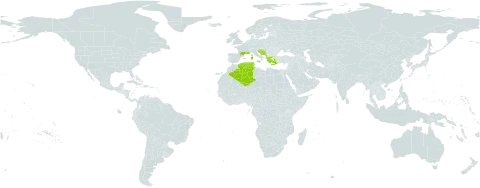 Fumaria flabellata world distribution map, present in Albania, Bosnia and Herzegovina, Algeria, Spain, France, Greece, Croatia, Italy, Malta, Montenegro, Slovenia, and Tunisia