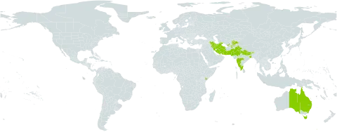 Fumaria indica world distribution map, present in Afghanistan, Australia, Bhutan, India, Iran (Islamic Republic of), Kenya, Nepal, Pakistan, and Tajikistan