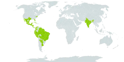 Funastrum clausum world distribution map, present in Argentina, Bahamas, Belize, Bolivia (Plurinational State of), Brazil, Barbados, Colombia, Costa Rica, Cuba, Cayman Islands, Ecuador, Grenada, Guatemala, French Guiana, Guyana, Honduras, India, Jamaica, Mexico, Nicaragua, Panama, Peru, Paraguay, Suriname, Trinidad and Tobago, United States Minor Outlying Islands, Uruguay, United States of America, Saint Vincent and the Grenadines, and Venezuela (Bolivarian Republic of)