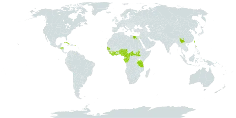 Funtumia elastica world distribution map, present in Angola, Benin, Central African Republic, China, Côte d'Ivoire, Cameroon, Congo, Cuba, Dominica, Egypt, Gabon, Ghana, Guinea, Equatorial Guinea, Honduras, Liberia, Nigeria, Puerto Rico, Senegal, Sierra Leone, South Sudan, Sao Tome and Principe, Trinidad and Tobago, Taiwan, Province of China, Tanzania, United Republic of, Uganda, and Samoa