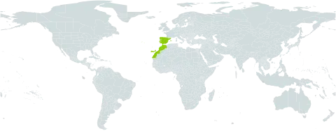 Galium baeticum world distribution map, present in Spain, Morocco, and Portugal