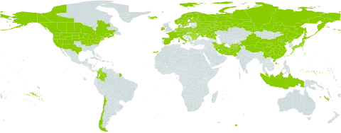Galium boreale world distribution map, present in Afghanistan, Albania, Austria, Bulgaria, Belarus, Canada, Switzerland, Chile, China, Colombia, Czech Republic, Germany, Denmark, Spain, Finland, France, Micronesia (Federated States of), Hungary, Indonesia, Ireland, Iran (Islamic Republic of), Iceland, Italy, Japan, Montenegro, Malaysia, Netherlands, Norway, Pakistan, Poland, Korea (Democratic People's Republic of), Romania, Russian Federation, Sweden, Turks and Caicos Islands, Ukraine, and United States of America