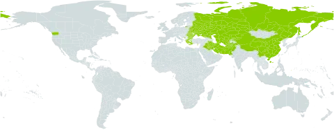 Galium humifusum world distribution map, present in Afghanistan, Bulgaria, Belarus, China, Cyprus, Greece, Iran (Islamic Republic of), Iraq, Kazakhstan, Kyrgyzstan, Montenegro, Pakistan, Palau, Romania, Russian Federation, Turks and Caicos Islands, Turkmenistan, Ukraine, United States of America, and Uzbekistan