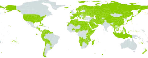 Galium world distribution map, present in Afghanistan, Angola, Åland Islands, Albania, Austria, Burkina Faso, Bangladesh, Bulgaria, Bahamas, Belarus, Belize, Bermuda, Bolivia (Plurinational State of), Switzerland, Chile, China, Colombia, Costa Rica, Cuba, Cyprus, Czech Republic, Germany, Djibouti, Dominica, Denmark, Algeria, Ecuador, Egypt, Eritrea, Spain, Ethiopia, Finland, Falkland Islands (Malvinas), France, Micronesia (Federated States of), Georgia, Greece, Guatemala, Guyana, Honduras, Haiti, Hungary, Indonesia, Ireland, Iran (Islamic Republic of), Iraq, Iceland, Italy, Jamaica, Japan, Kazakhstan, Kenya, Kyrgyzstan, Libya, Lesotho, Morocco, Moldova (Republic of), Madagascar, Myanmar, Montenegro, Mozambique, Mauritius, Malaysia, Namibia, Nigeria, Nicaragua, Netherlands, Norway, Nepal, New Zealand, Oman, Pakistan, Panama, Peru, Philippines, Palau, Poland, Korea (Democratic People's Republic of), Portugal, Paraguay, Réunion, Romania, Russian Federation, Rwanda, Saudi Arabia, Sudan, Singapore, Svalbard and Jan Mayen, Somalia, Suriname, Sweden, eSwatini, Turks and Caicos Islands, Chad, Thailand, Turkmenistan, Tunisia, Taiwan, Province of China, Tanzania, United Republic of, Uganda, Ukraine, Uruguay, United States of America, Uzbekistan, Venezuela (Bolivarian Republic of), Viet Nam, Yemen, Zambia, and Zimbabwe