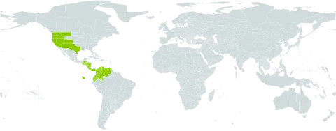 Galium mexicanum world distribution map, present in Belize, Colombia, Costa Rica, Ecuador, Guatemala, Honduras, Nicaragua, Panama, United States of America, and Venezuela (Bolivarian Republic of)