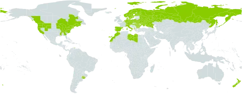 Galium mollugo world distribution map, present in Albania, Austria, Bulgaria, Belarus, Canada, Switzerland, Czech Republic, Germany, Denmark, Spain, Finland, France, Hungary, Italy, Libya, Morocco, Netherlands, Norway, New Zealand, Poland, Portugal, Romania, Russian Federation, Sweden, Ukraine, Uruguay, and United States of America